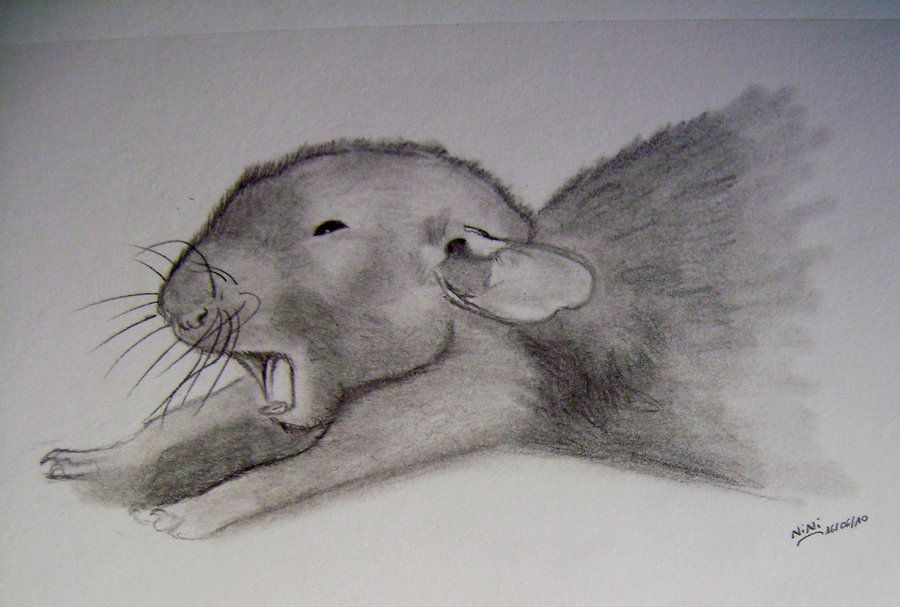 900x607 cute rat drawings fancy rat drawing - Cute Rat Drawing