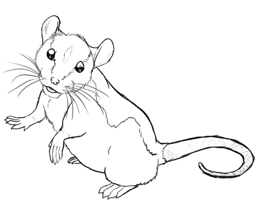 Cute Rat Drawing at PaintingValley.com | Explore collection of Cute Rat