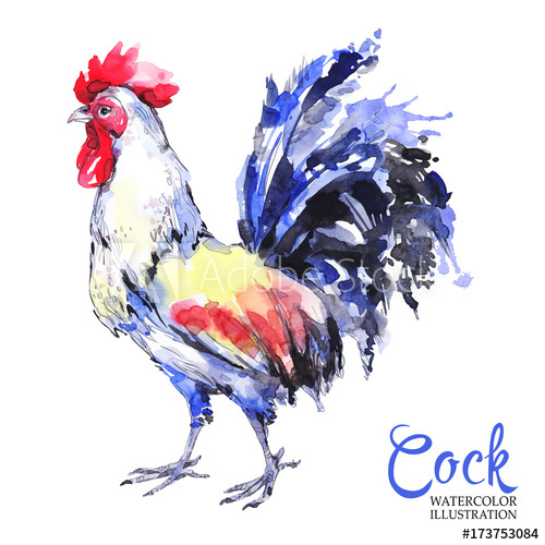 500x500 Watercolor Drawing Of Rooster Isolated On White Background Cute - Cute Rooster Drawing