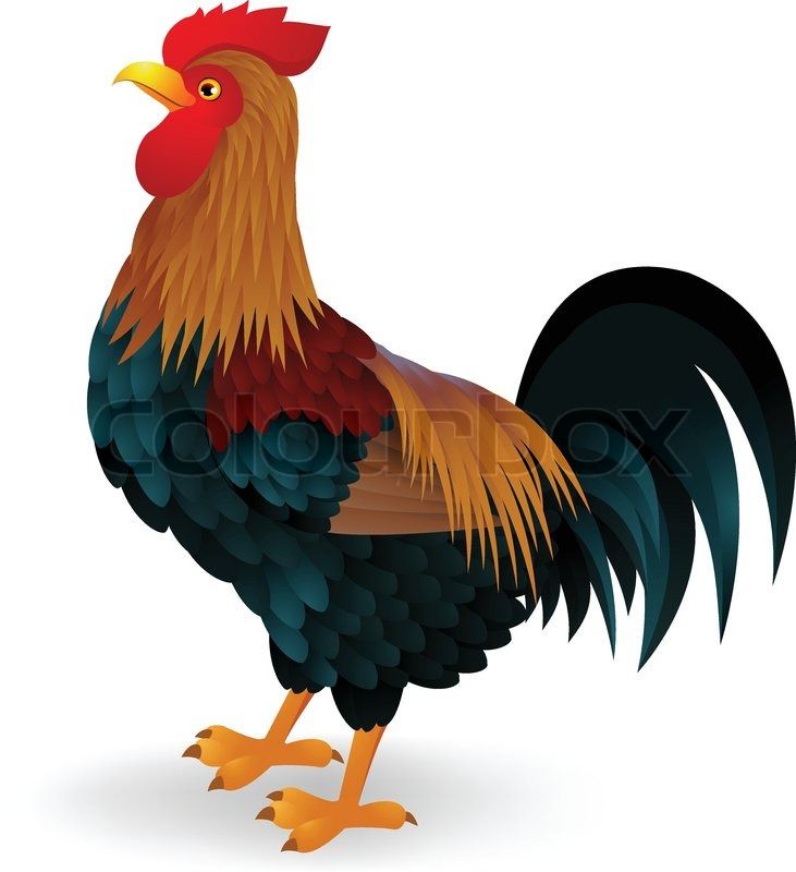 731x800 Cute Rooster Cartoon Drawing - Cute Rooster Drawing