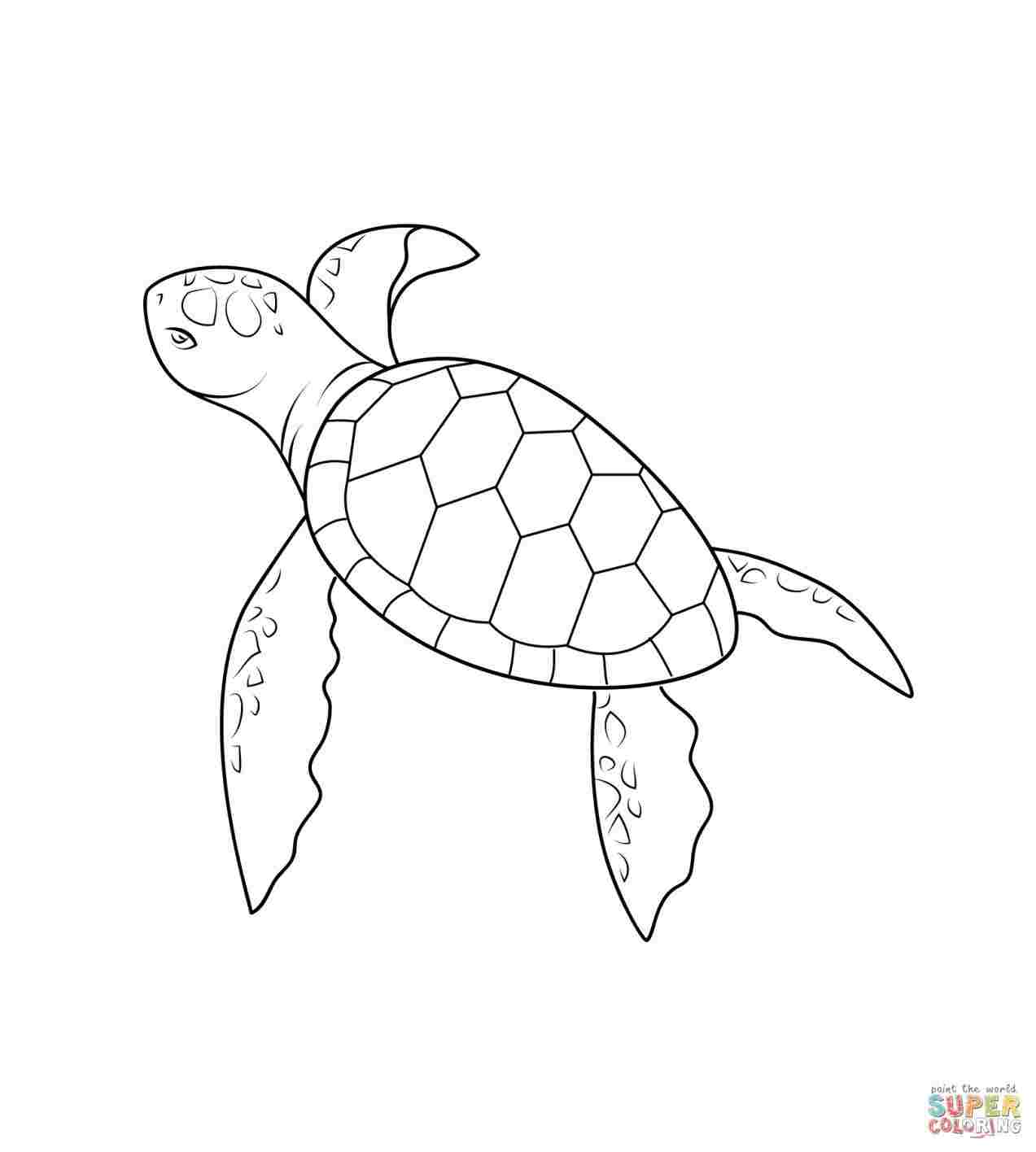 seaturtle drawing