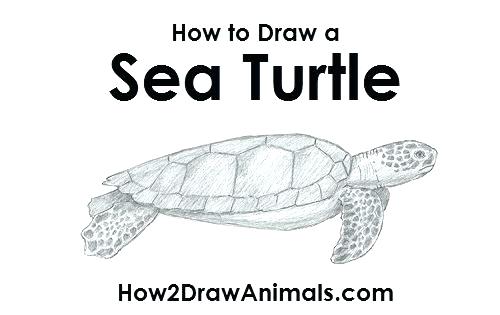 500x315 Sea Turtle In Pencil Sketch Free Coloring - Cute Sea Turtle Drawing