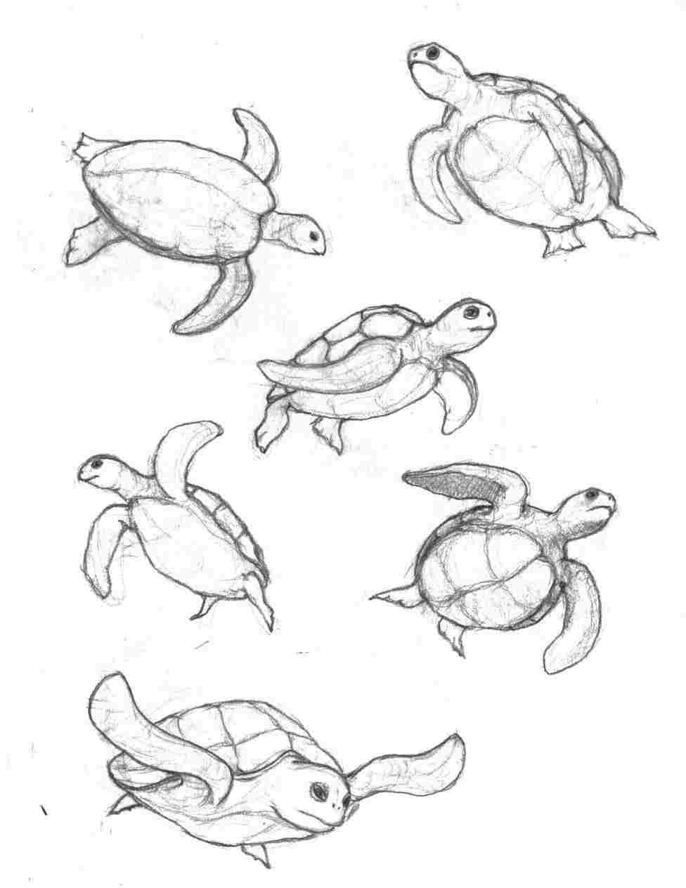 seaturtle drawing easy