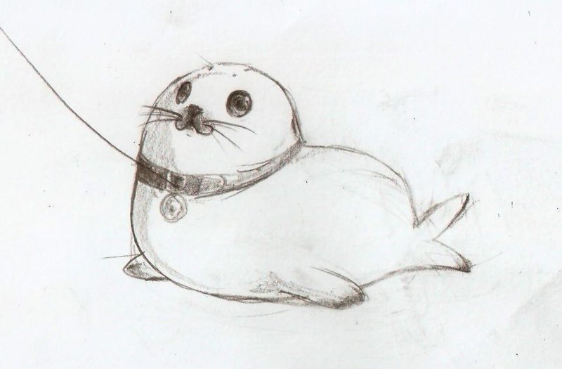 800x525 Seal Drawing Fluffy For Free Download - Cute Seal Drawing