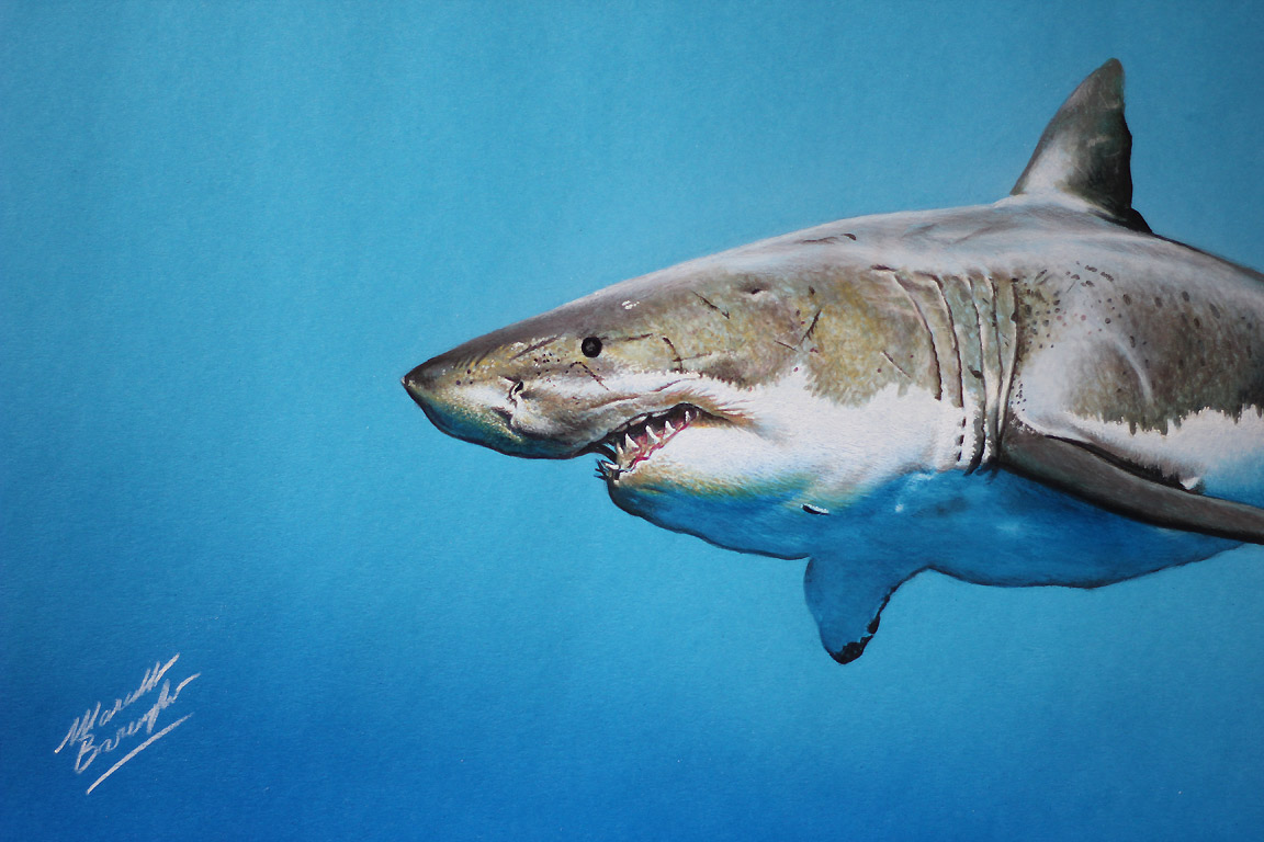 1152x768 cute shark drawing cartoon shark images cartoon sharks clipart shark - Cute Shark Drawing