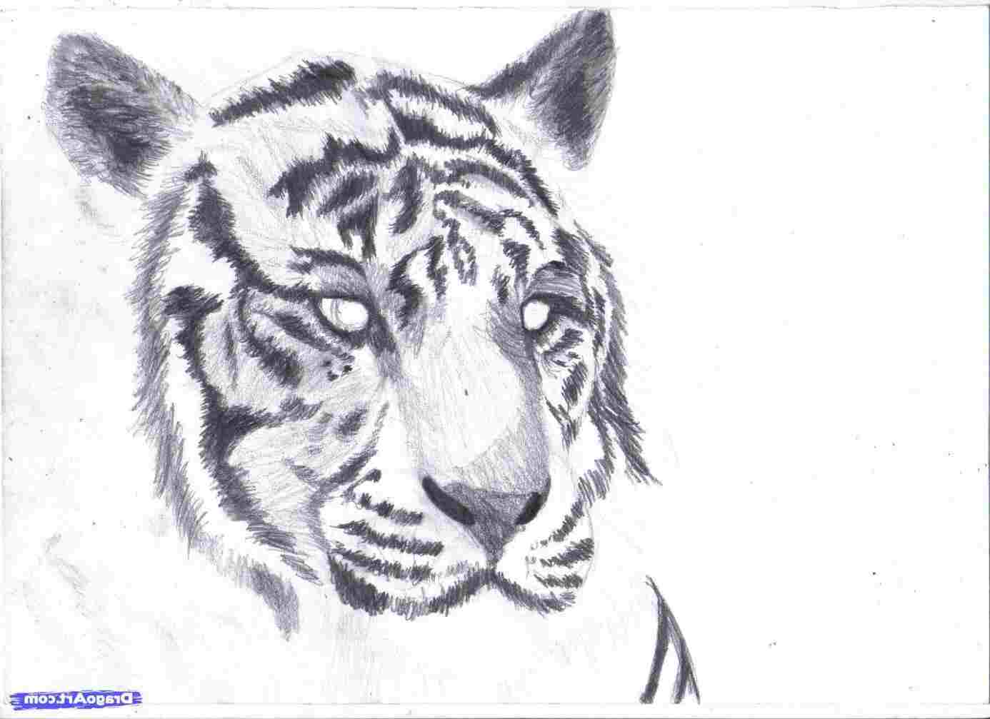 1386x1007 Free Rhminifourtwentyus Cute Simple Drawings Of Animals Drawings - Cute Simple Drawings