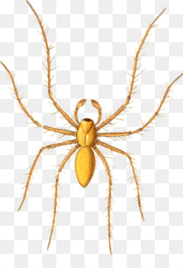 260x380 Spider Png - Cute Spider Drawing