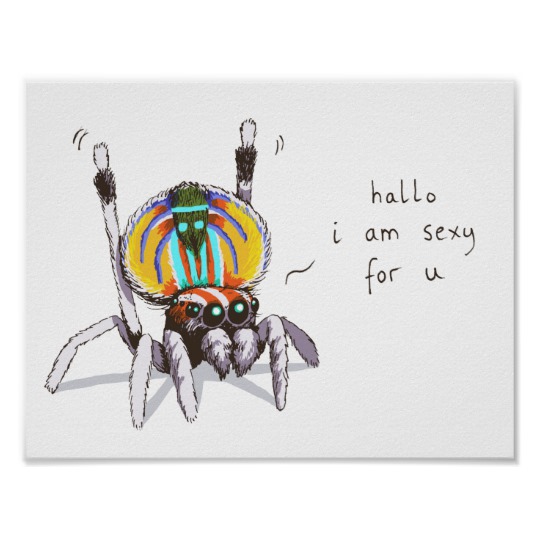 540x540 cute funny colourful peacock spider drawing poster - Cute Spider Drawing