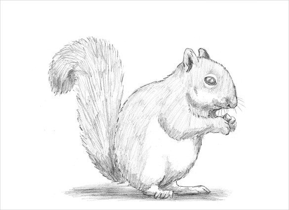 585x425 Cute Drawings Free Pdf, Format Download Free Premium - Cute Squirrel Drawing