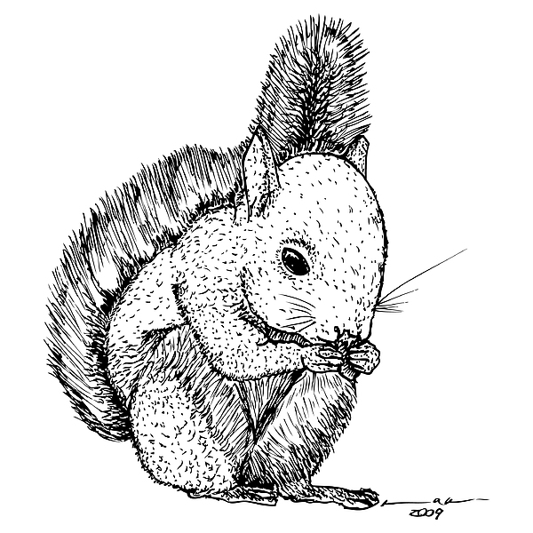 600x600 Cute Squirrel Drawing - Cute Squirrel Drawing