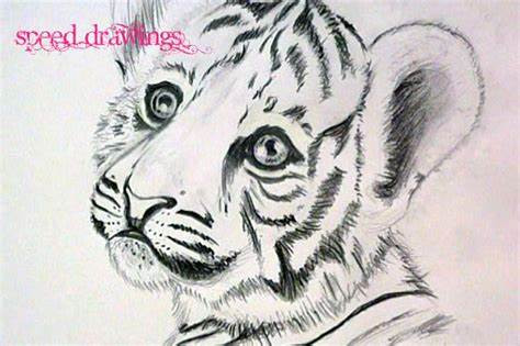 474x315 how to draw a cute tiger drawings cute baby tigers clipart cute - Cute Tiger Drawing