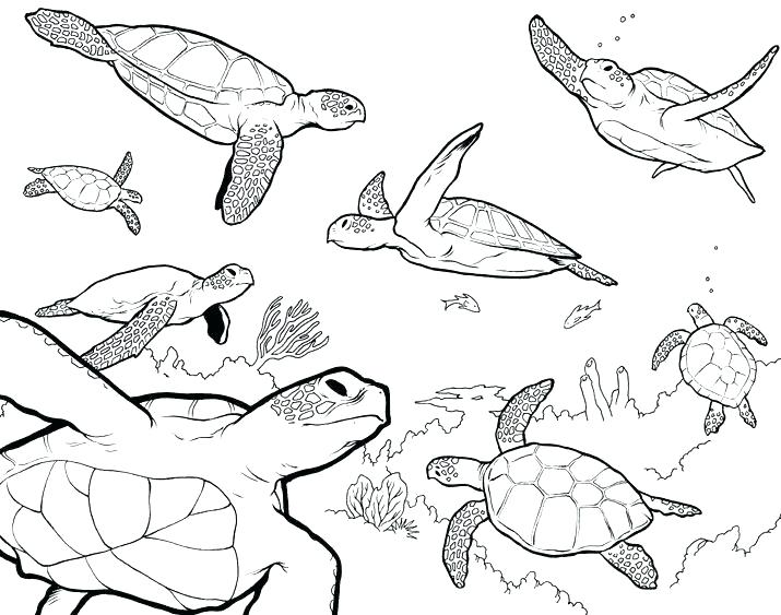 715x563 cute turtle drawing turtle lazy cute turtle drawing tumblr - Cute Turtle Drawing Tumblr