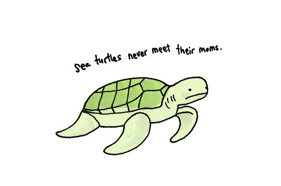 915x607 Sad Animals Facts That'll Make You Slightly Depressed - Cute Turtle Drawing Tumblr