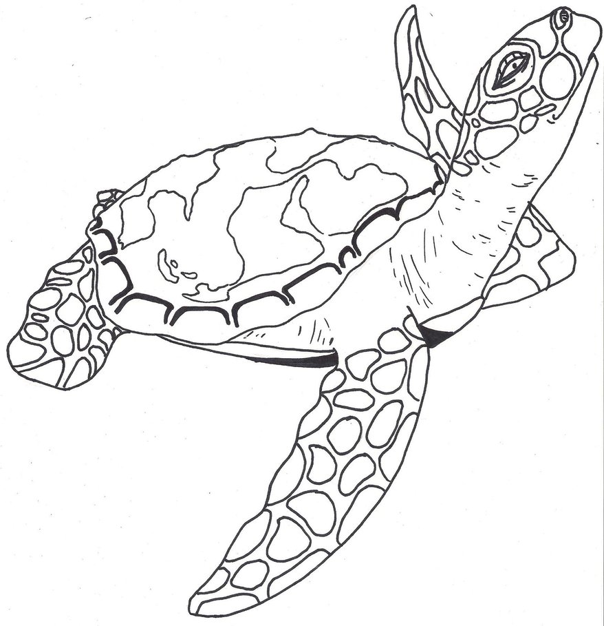 878x909 Cute Sea Turtle Drawing Tumblr Gallery Loggerhead Turtle Coloring - Cute Turtle Drawing Tumblr