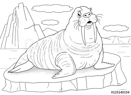 500x364 at the zoo arctic animals a cute walrus sitting on the peace - Cute Walrus Drawing