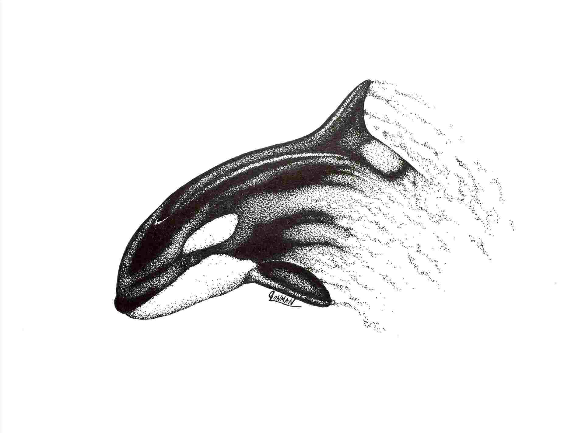 Cute Whale Drawing at PaintingValley.com | Explore collection of Cute