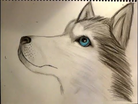 480x360 How To Draw A Cute Baby Wolf Pencil Drawing Time Lapse Zartwork - Cute Wolf Drawings