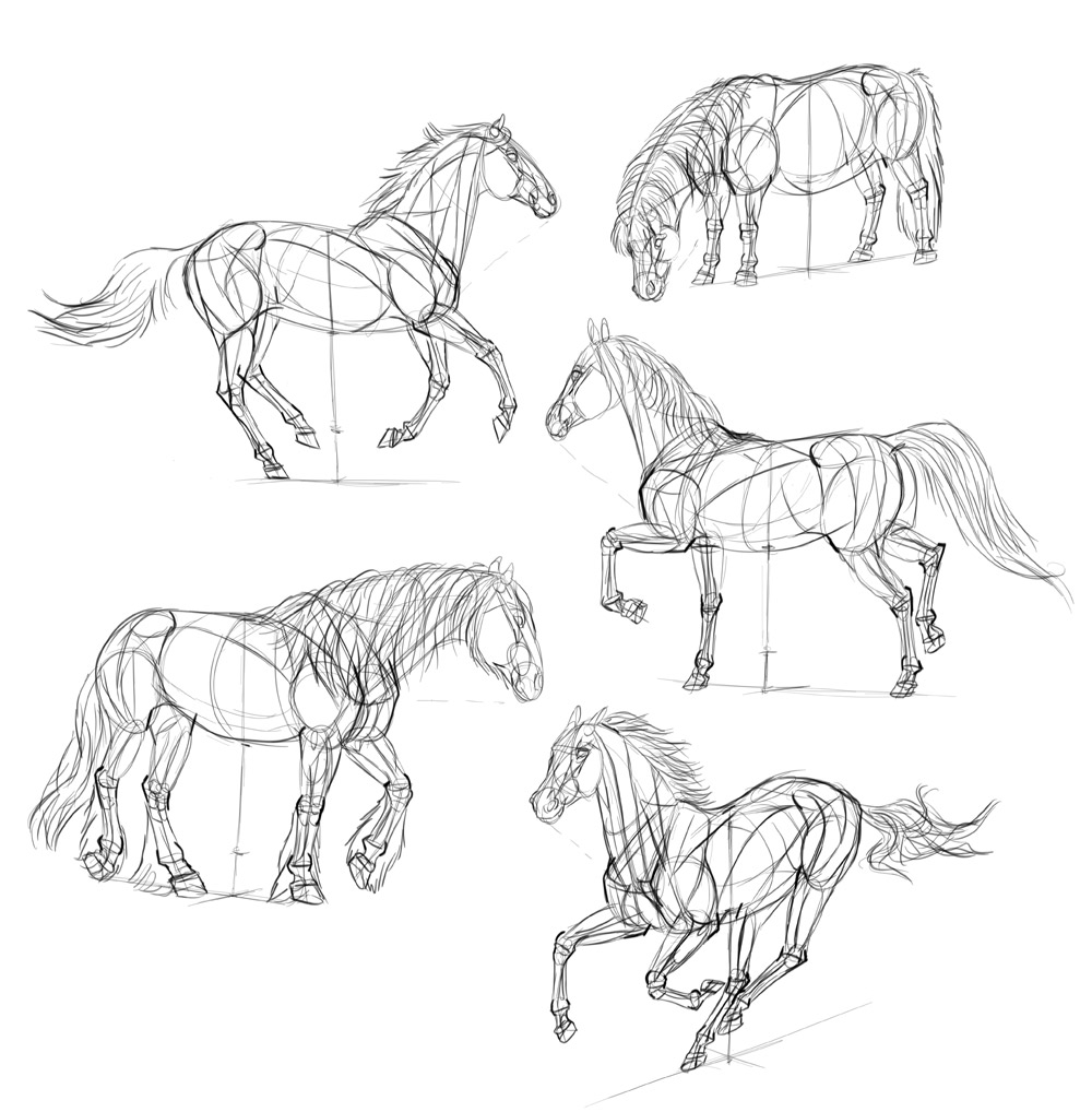 1000x1018 How To Draw Horses Step - Cutting Horse Drawings