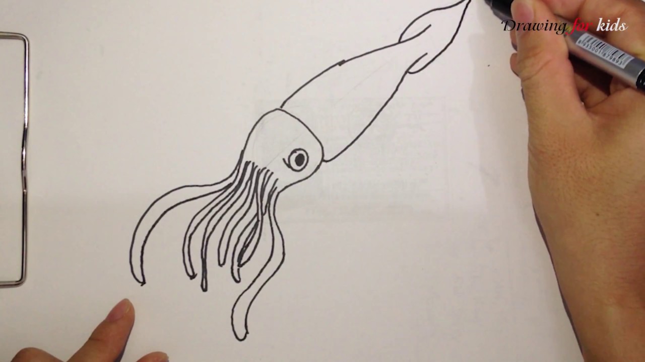 1280x720 Cuttlefish Drawing - Cuttlefish Drawing