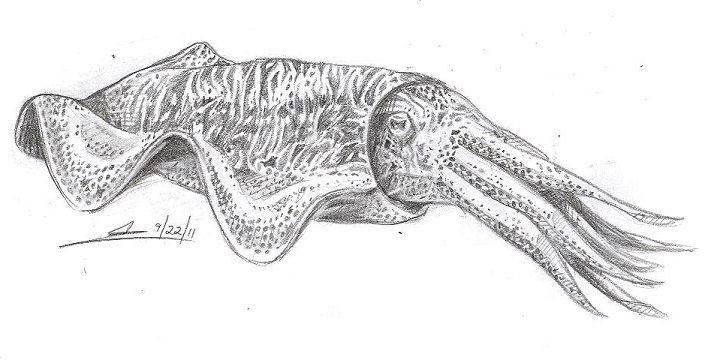 711x360 Cuttlefish Drawing Net Drawings, Sketches - Cuttlefish Drawing