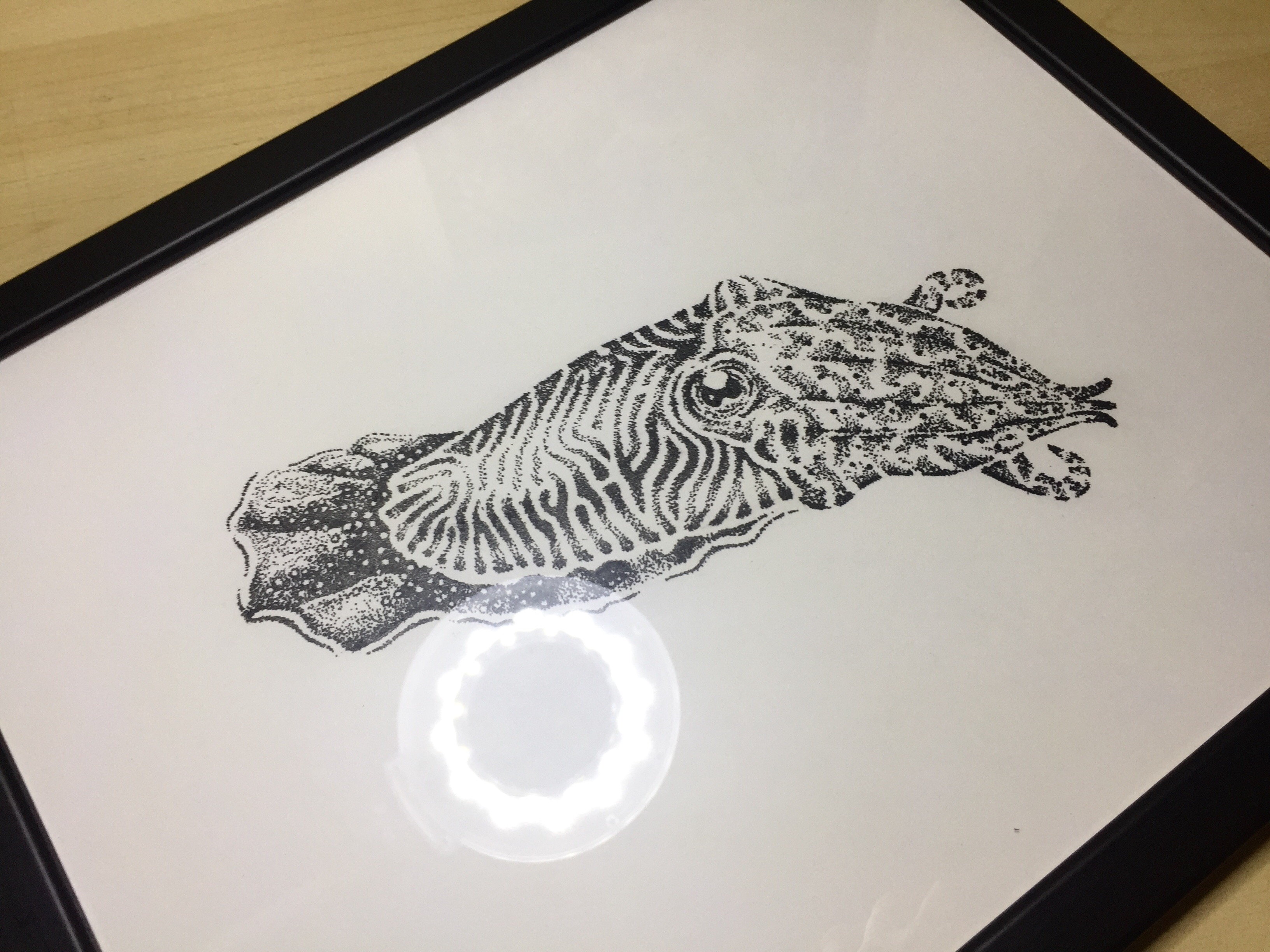 3264x2448 Framed Cuttlefish Drawing - Cuttlefish Drawing