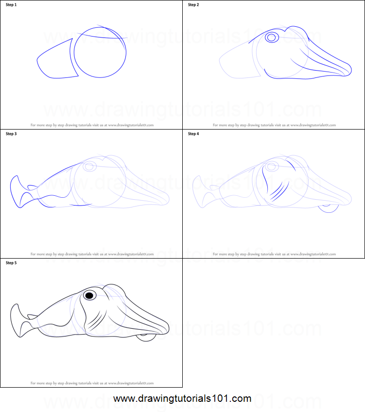 751x846 How To Draw A Cuttlefish Printable Step - Cuttlefish Drawing