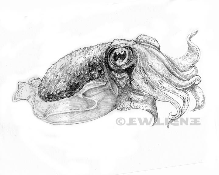 720x576 Jewel Renee Illustration Cuttlefish Pencil Drawing - Cuttlefish Drawing
