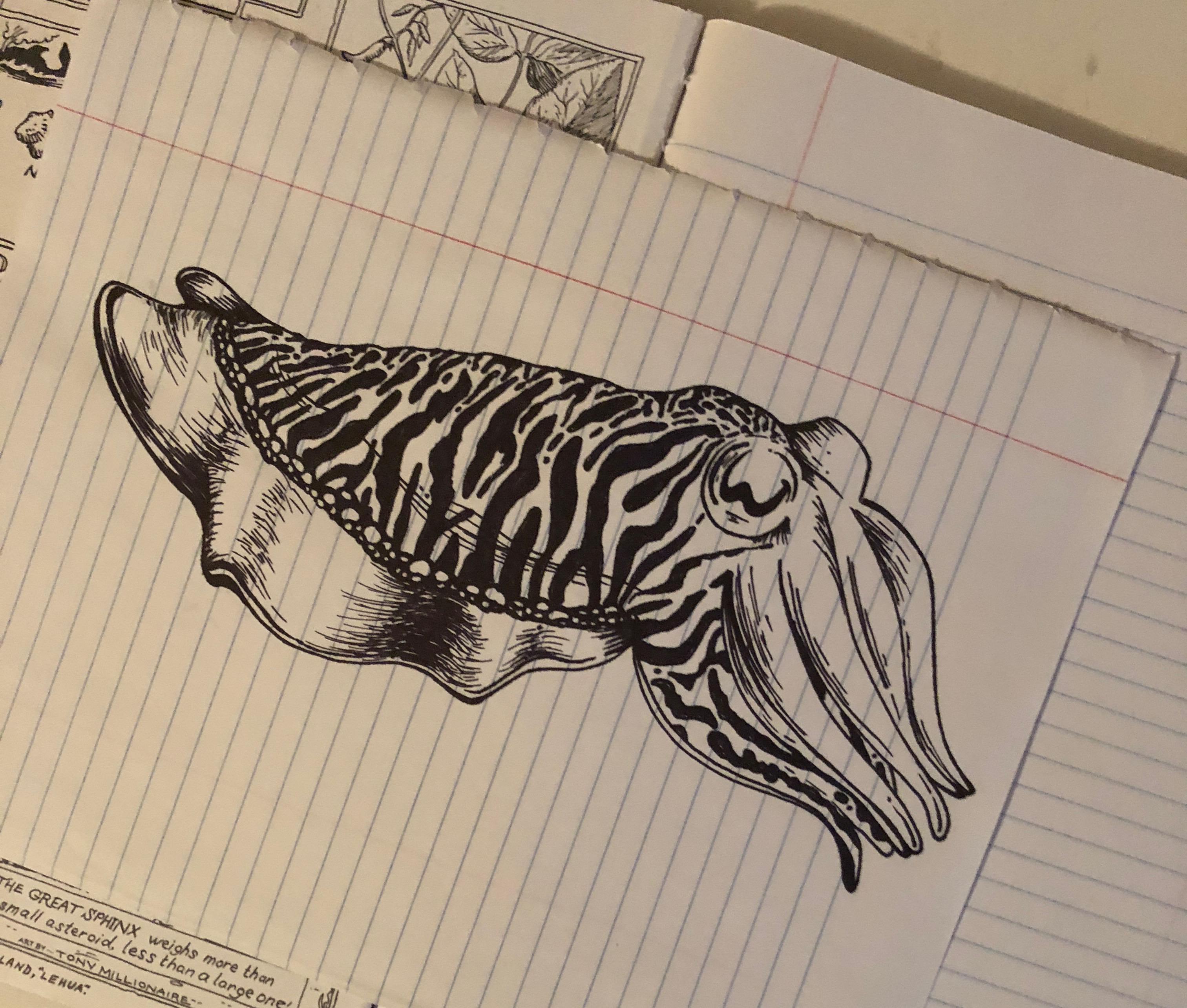 3024x2569 Quick Cuttlefish Doodlebop Drawing - Cuttlefish Drawing