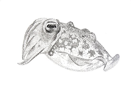 550x367 Red Cuttlefish Ink Drawing - Cuttlefish Drawing