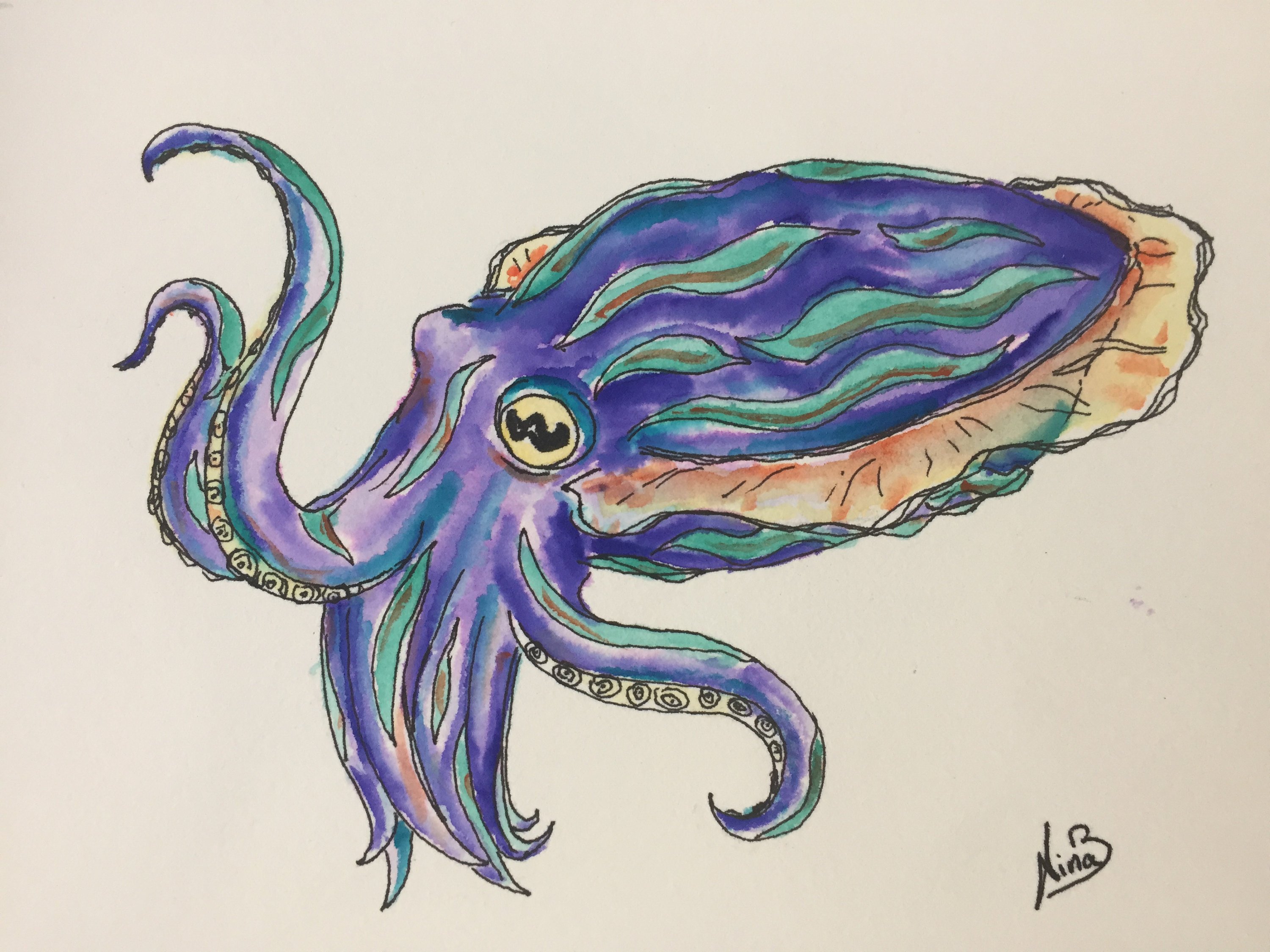 Cuttlefish Drawing at Explore collection of