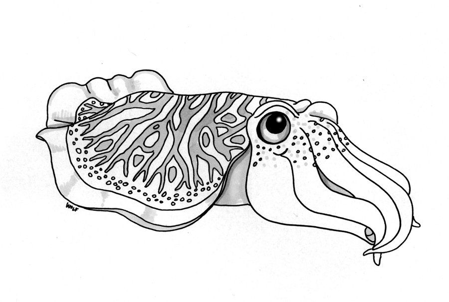 900x605 Cute Cuttlefish Drawing - Cuttlefish Drawing
