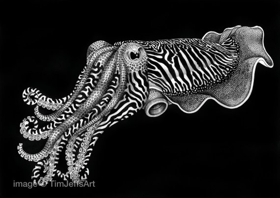 570x403 Cuttlefish Ink Drawing Etsy - Cuttlefish Drawing