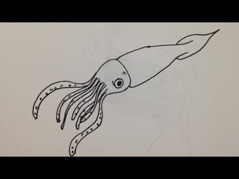 480x360 Cuttlefish - Cuttlefish Drawing