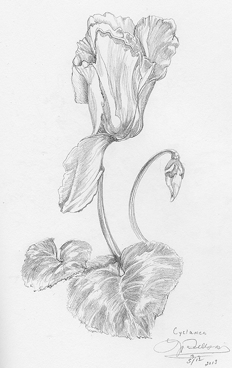 454x720 Cyclamen Pencil Drawing On Behance - Cyclamen Drawing