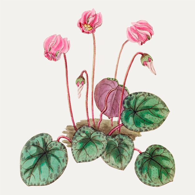 626x626 Cyclamen Vectors, Photos And Free Download - Cyclamen Drawing