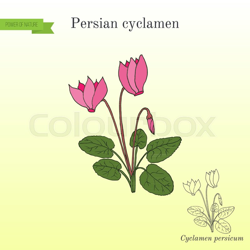800x800 Cyclamen Cyclamen Persicum Flowering Stock Vector Colourbox - Cyclamen Drawing