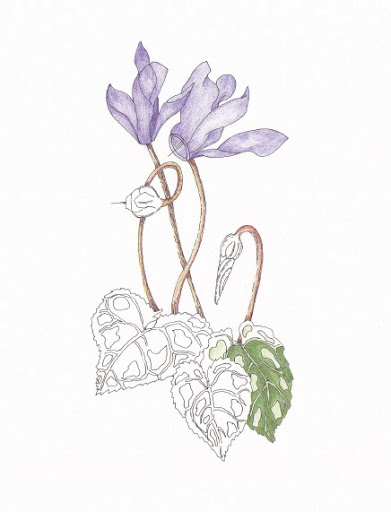 391x512 cyclamen in progress adding color carol f creech, artist maker - Cyclamen Drawing