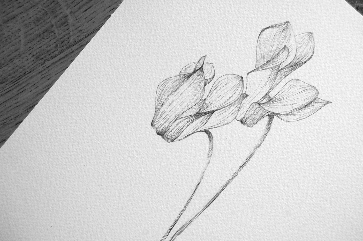 1500x997 Cyclamen Persicum - Cyclamen Drawing