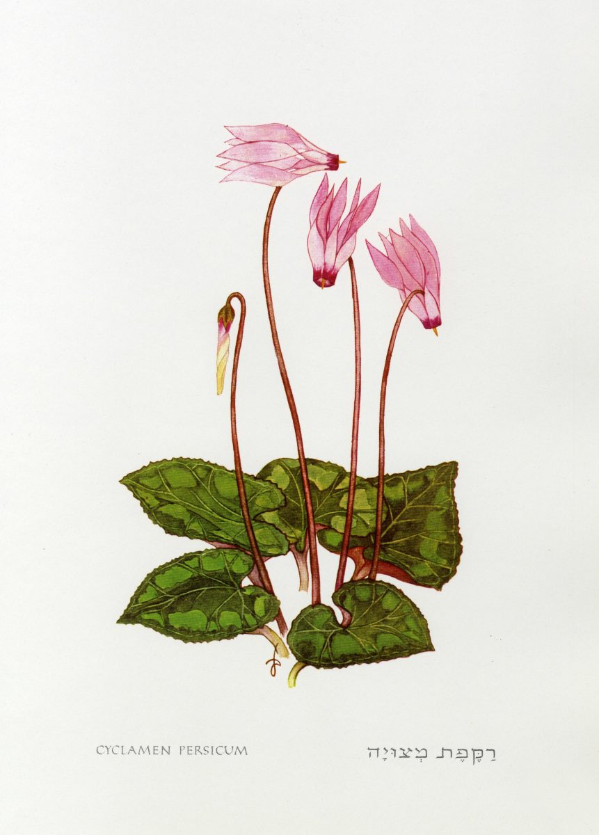 861x1200 cyclamen persicum mill flora of israel online - Cyclamen Drawing