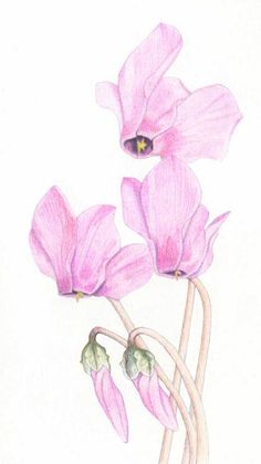 236x420 best cyclamen images botany, botanical drawings, botanical - Cyclamen Drawing