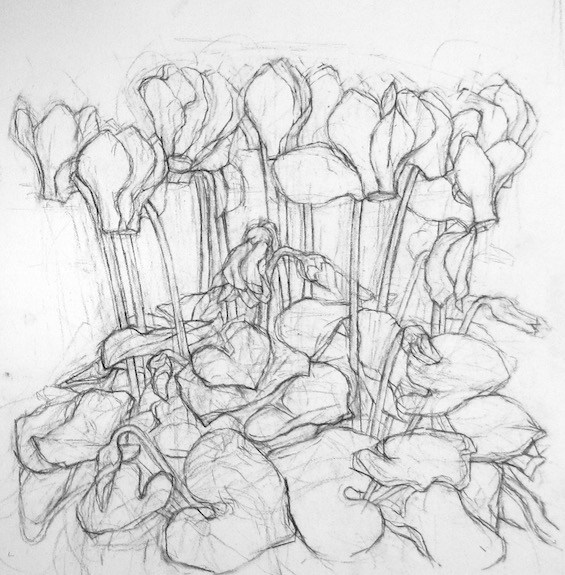 565x575 Cyclamen Lisa Scott - Cyclamen Drawing