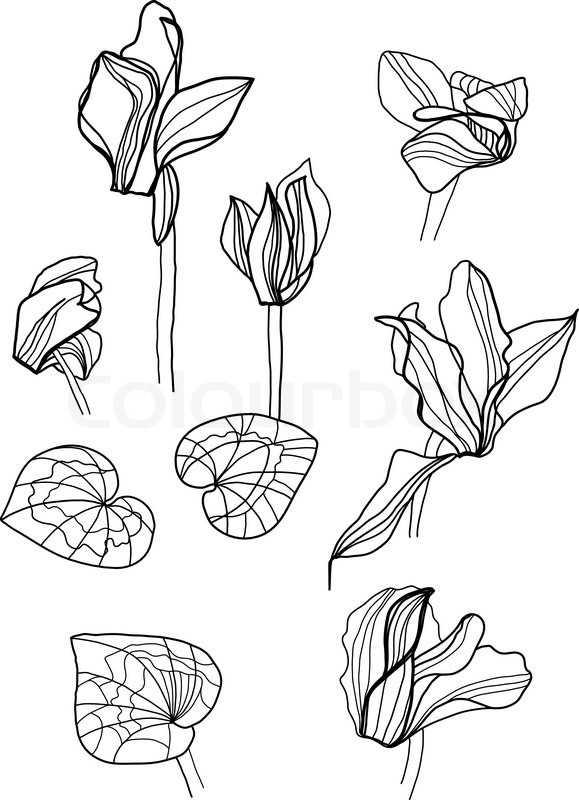 579x800 Cyclamens Pen Drawing Set Stock Vector Colourbox - Cyclamen Drawing