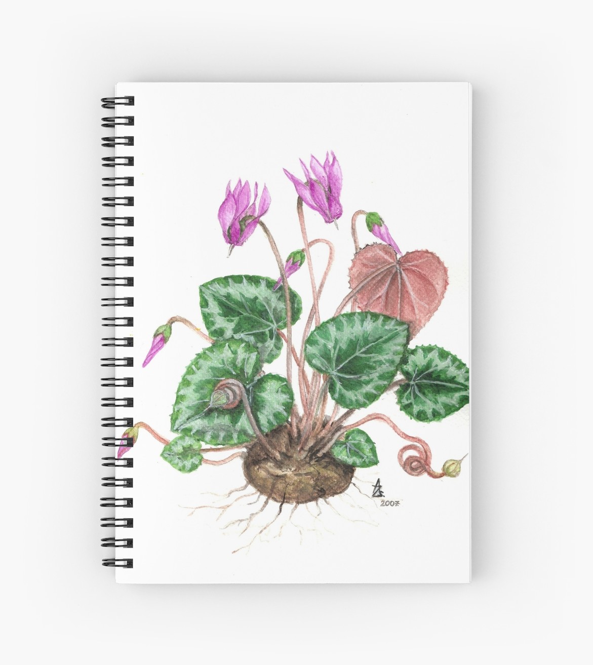 1171x1313 european wild cyclamen - Cyclamen Drawing