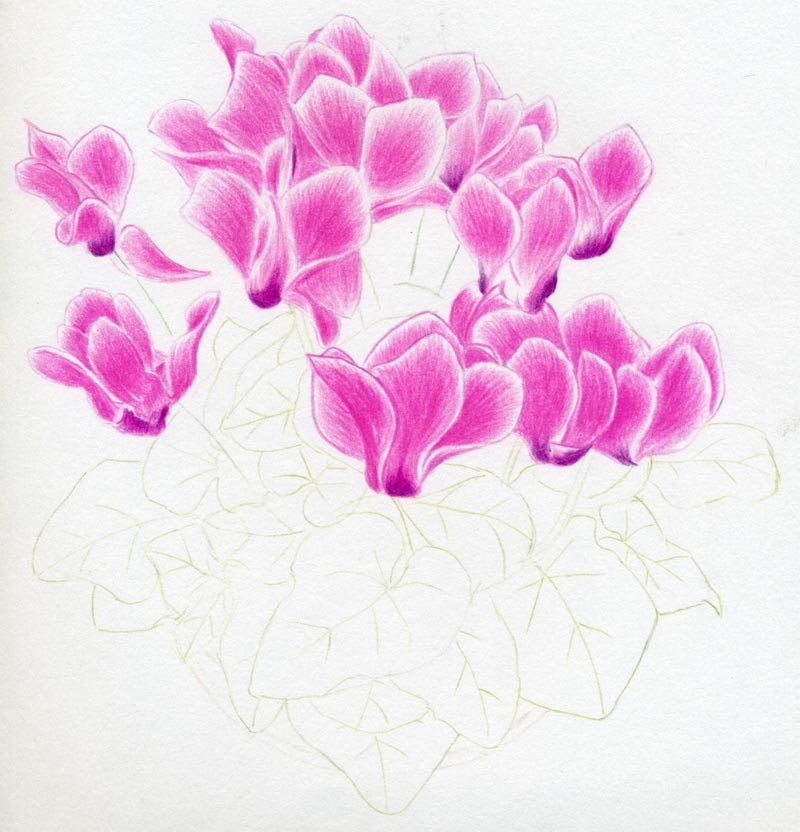 800x832 How To Draw Cyclamen - Cyclamen Drawing