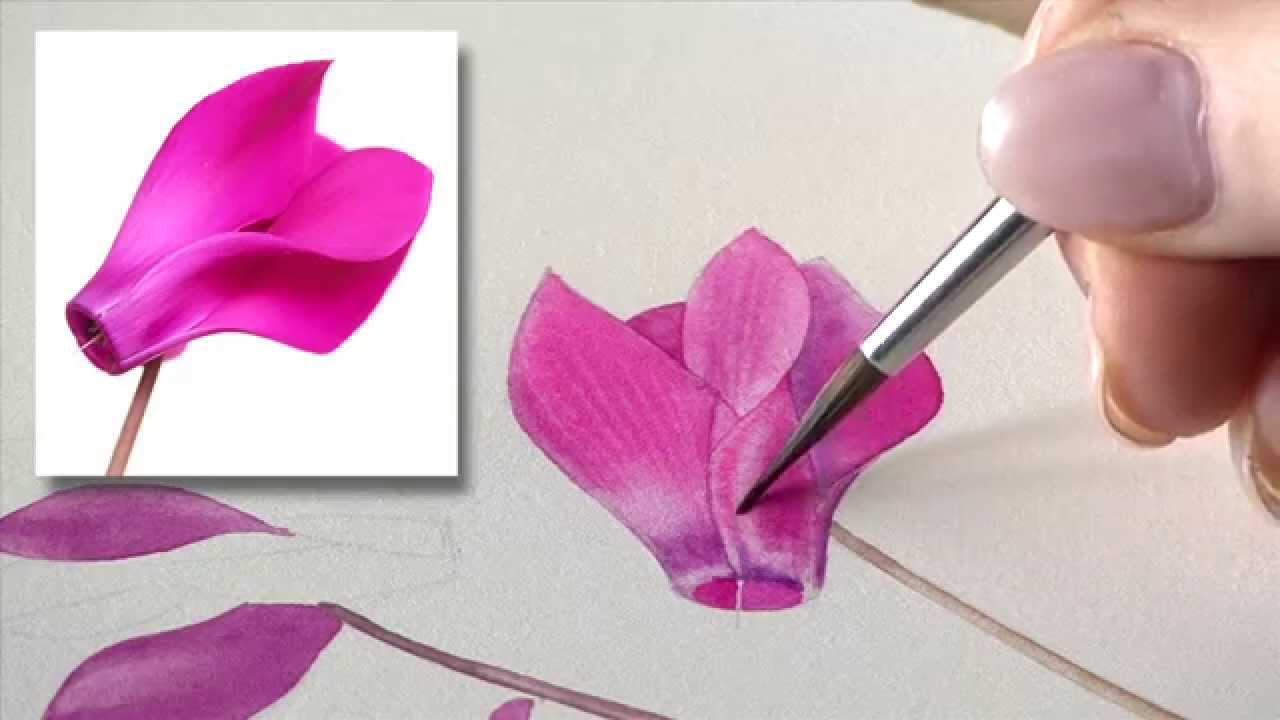 1280x720 How To Paint The Cyclamen Flower - Cyclamen Drawing