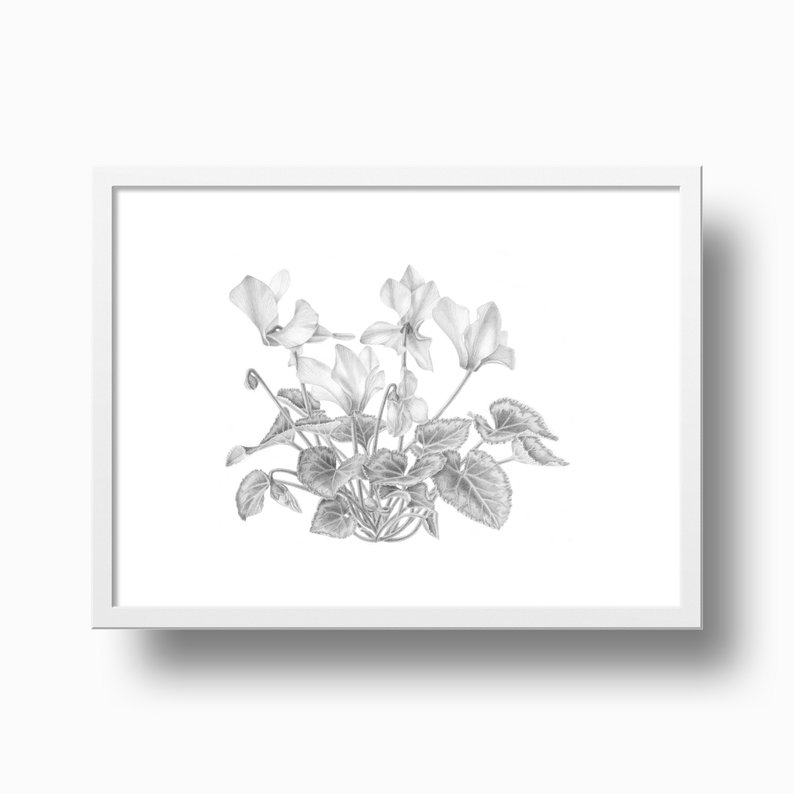 794x794 Original Graphite Drawing Of Cyclamen Black And White Wall Etsy - Cyclamen Drawing