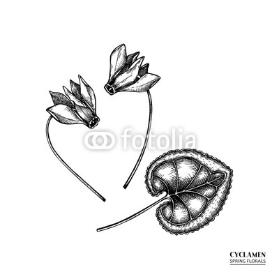 400x400 Vector Cyclamen Drawing Hand Drawn Floral Elements Spring Flower - Cyclamen Drawing