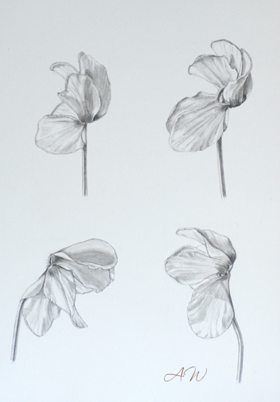 557x800 Ans Werker, Ans Artplace, Drawings And Paintings, Sculpture, Dolls - Cyclamen Drawing