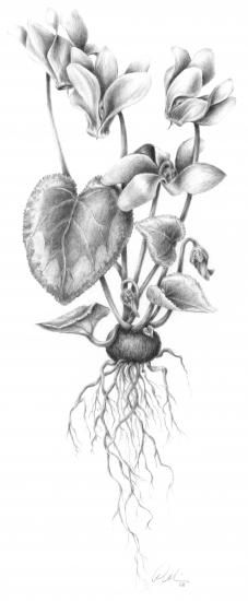 227x550 Cyclamen Drawing - Cyclamen Drawing