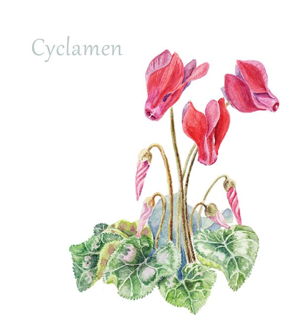600x662 Cyclamen Drawing - Cyclamen Drawing